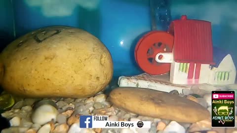 How Fishes live in Aquarium || Fishes in Aquarium