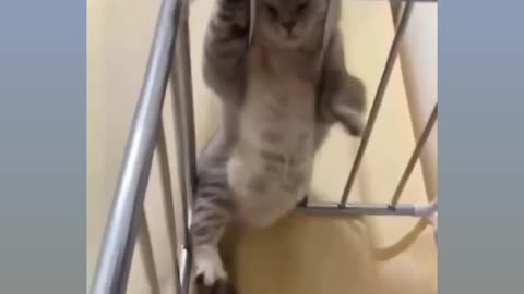 FUNNY AND CUTE CAT | FUNNY VIDEOS