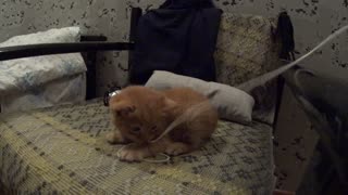 Kitten vs String