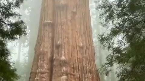 Bigest tree