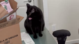 Adopting a Cat from a Shelter Vlog - Cute Precious Piper Works in the Mailroom
