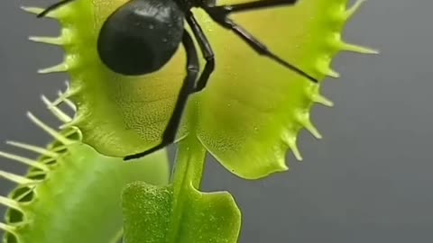 Venus Flytrap Eats Jiant Spider