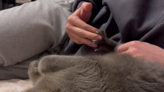 Comfortable Kitty Enjoys Paw Massage