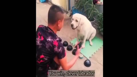 Very helpful Dog and Smart Labrador