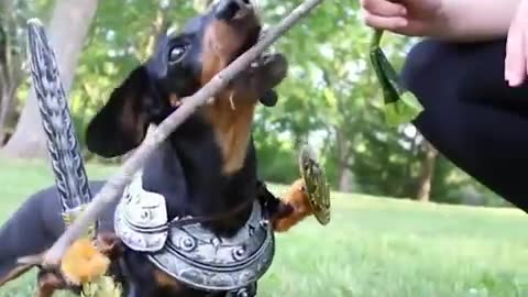 Game of Bones - Featuring Crusoe the Celebrity Dachshund