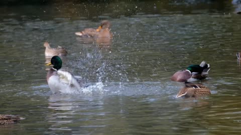 happy ducks. very nice ducks