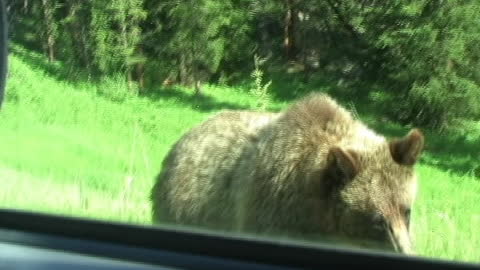Curious Grizzly Bear Comes To Greet Park Visitors