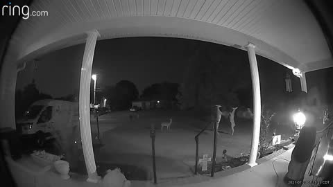 Deer Duke It Out on Tennessee Front Lawn