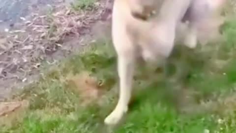 😂 😂 Dancing dogs: the funniest video ever ! ! ! 😂 😂