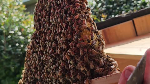 South Georgia Honey Bees in Top Bar Hive all natural honey comb