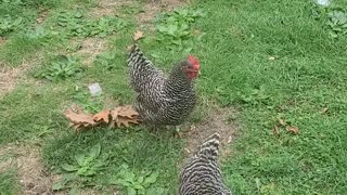 Chickens trained to come to cowbell