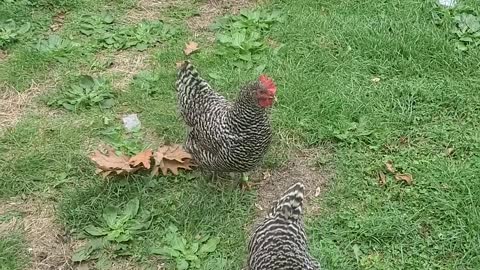 Chickens trained to come to cowbell