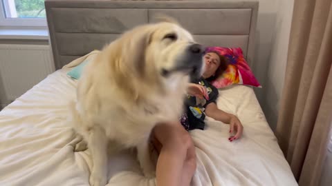Golden Retriever demands attention from his human Mom!