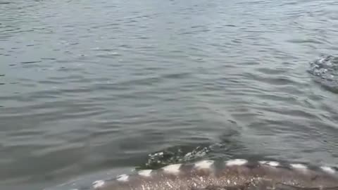 Giant Sturgeon fish in Canada