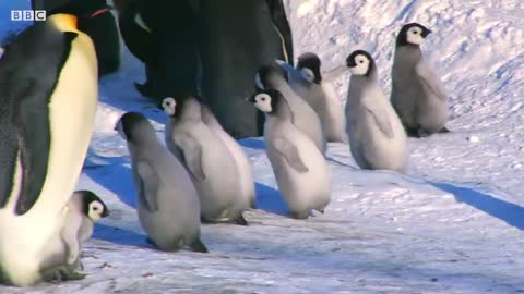 Baby Penguin Tries To Make Friends | Snow Chick: A Penguin's Tale | BBC Earth