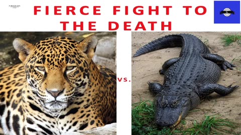 JAGUAR vs. THE CAIMAN