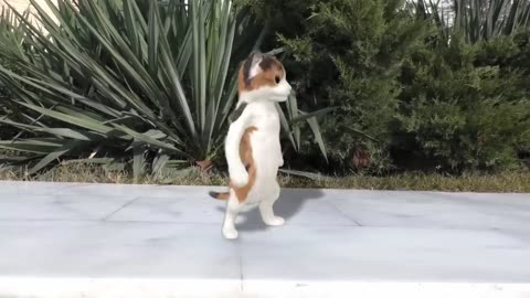 Cat dance