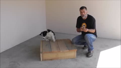 How to train a PUPPY DOG - A practical class