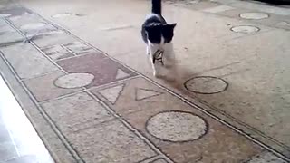 cat trained like a dog