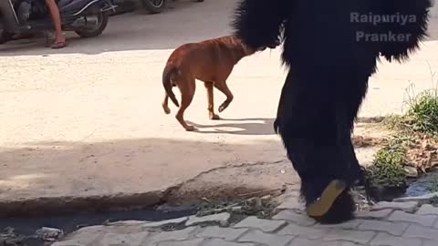 Dog Prank Funny Video | dog and fake bear #6