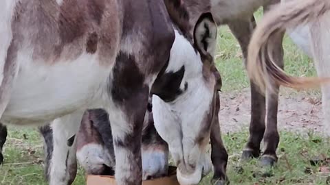 Donkey Field Donkeys Love Attention Farming Life p4