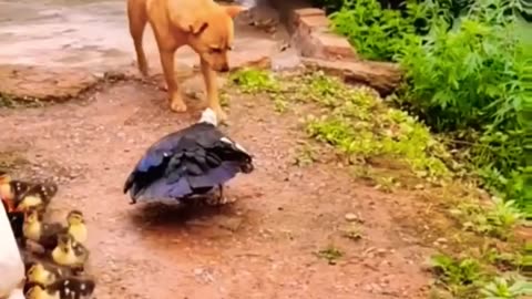 Duck vs Dog🤣 funny hilarious videos#55