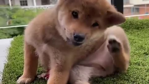 Funny animal videos|Cute animal videos |Funny dog&cat videos|Hilarious pet videos|funny video