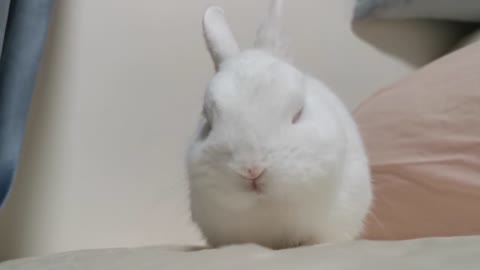 This Rabbit Couldn't Look More Adorable Chewing His Food