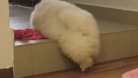 Fluffy chow chow puppy conquers high step