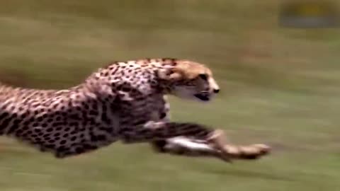 Mother Leopard Save Her Baby Fail and Hunt Eagle To Revenge