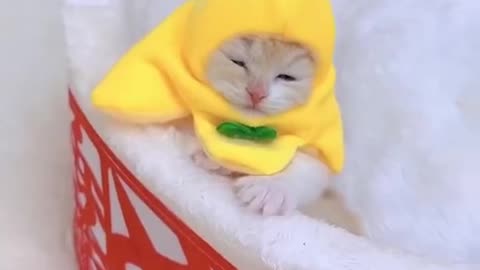 banana cat,so cute