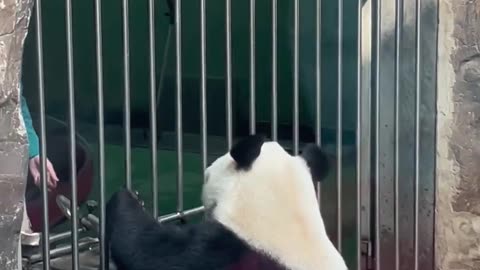 Pandas teeth treatment in the zoo