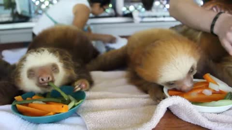 Lunch time for sloth babies!