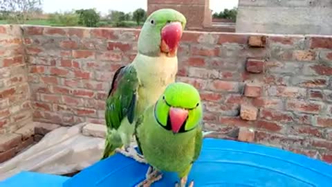 Amazing Parrots