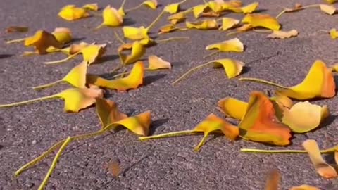 yellowleaves #relax #aesthetic #beauty #foryou #tiktok #sceneryvideos #scenery