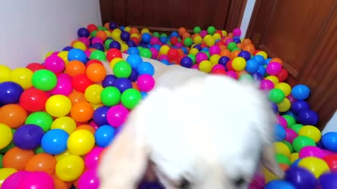 Puppy Birthday Surprise DIY Ball Pit for Funny Dog Bailey
