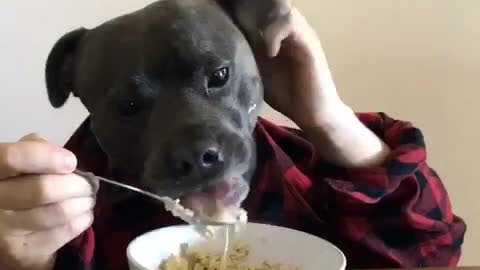 Human-dog hybrid enjoys breakfast