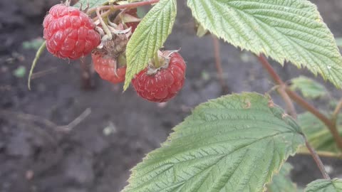 Raspberries in September