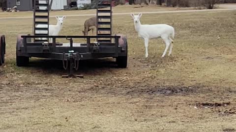 Three White Deer in Wisconsin