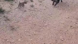 Small Dog Gets Yeeted By Zoomies