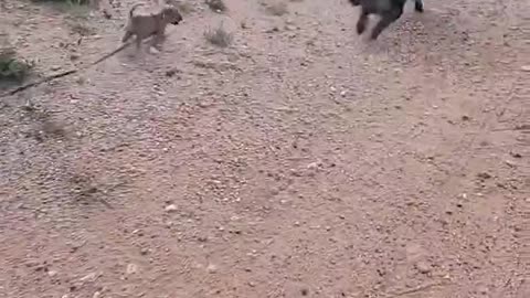 Small Dog Gets Yeeted By Zoomies