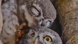 OWL LOVE ❤️