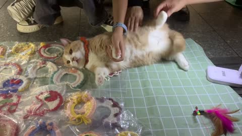 Cats forced to operate