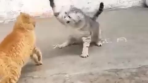 Cats fight funny 😼😸