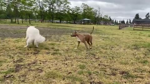 German Shepherd vs. Pitbull: An Intense Dog Fight Caught on Camera