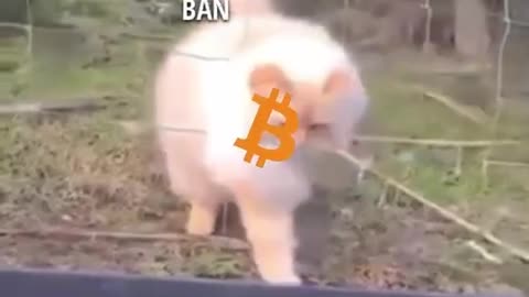 Bitcoin on Trend 📈 || Bitcoin Memes || Bitcoin Going on Bull