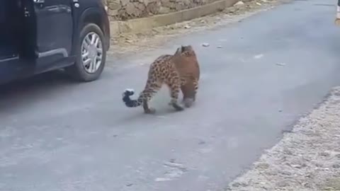 Leopard in Public - Dangerous Wild Animal Himachal - India