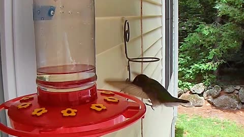 The Lord God's Hummingbirds at my house on 7/19/24