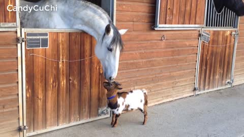baby goat to the horse house! have fun like a friend.......
