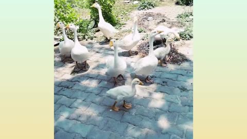 A herd of ducks is walking in picnic point